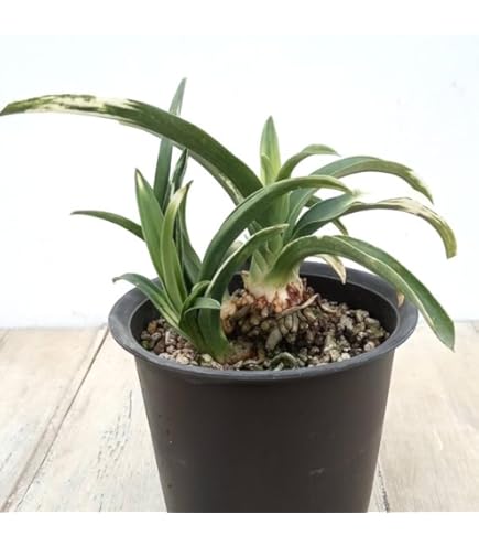 Amazon | マユハケオモト 苗 3.5号 眉刷毛万年青 ハエマンサス 241015 | 花