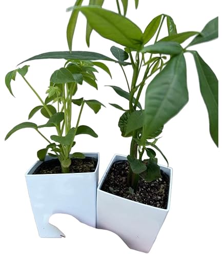 Amazon｜観葉植物 斑入り パキラ ミルキーウェイ 実生 4号鉢 希少