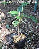 果樹苗:マタタビ(木天蓼) 10.5cmポット雌木苗【紫桜館山の花屋】