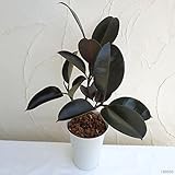 フィカス　バーガンディ6号鉢植え[大人っぽい黒葉系のゴムノキ]