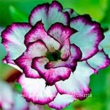 new arrival 24 colors rare desert rose seeds real Thailand Adenium obesum seeds flower bonsai plant 