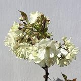 桜 苗木 鬱金桜(ウコンザクラ) 12cmポット苗 さくら苗