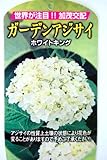あじさい 苗 【 ホワイトキング 】 5号ポット苗 アジサイ 庭木 落葉樹 低木