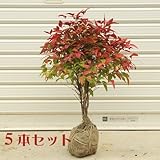 庭木：南天（お多福南天・大）５本セット*　W：約30cm