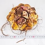 カサブランカ球根 超特大球 1芽または２芽(球周４２～４４ｃｍ) 裸球 １個