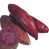 国華園　さつまいも苗イモヅル　パープルスイートロードPイモヅル　10本【※発送が国華園からの場合のみ正規品です】