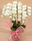 生花 ミディ胡蝶蘭ホワイト ５本立て