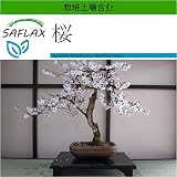 SAFLAX - 桜 - 30 個の種。- より良い栽培のための土壌を含みます - Prunus serulata