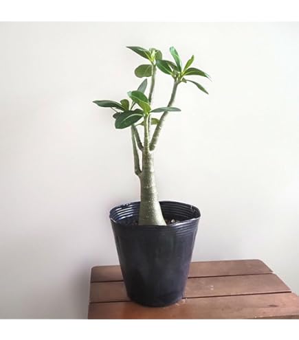 a34 アデニウム ドワーフ タコ足 塊根植物 コーデックス アラビカム a89 アデニウム ドワーフ タコ足 塊根植物 コーデックス