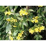 緑のカーテン カロライナジャスミン(大株) 黄色花 香りよし 常緑つる性低木