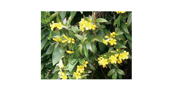 緑のカーテン カロライナジャスミン 大株 黄色花 香りよし 常緑つる性低木 花 Amazon