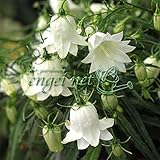 イワシャジン：白花二重咲岩シャジン3号ポット ノーブランド品