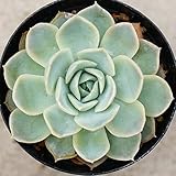 ジョセリン 7.5cmポット エケベリア Echeveria Jocelyn 福岡県産 多肉植物 多肉 観葉植物 インテリアグリーン 寄せ植えに