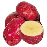 国華園　じゃがいも種芋　レッドムーン　10kg【※発送が国華園からの場合のみ正規品です】