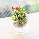 多肉植物 寄せ植え taniku コケ玉 glasslabo Sサイズ