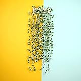 Auntwhale 2m人工アイビーリーフガーランド植物ブドウ吊りウェディングガーランドフェイク葉花ホームキッチンガーデンオフィスウェディングウォールデコレーション