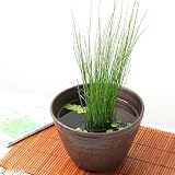 (山野草) ミズトクサ(水砥草)(1ポット分) 本州・四国限定[生体]