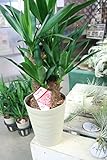 【観葉植物】　青年の樹　ユッカ　2本立ち　5寸鉢　【ラッピング代込】【送料込価格】