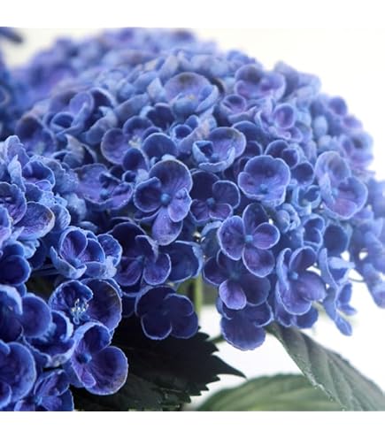 紫陽花　ポップコーン　蕾付き苗　2年生苗 Amazon｜アジサイ 発根苗 お多福紫陽花 ポップコーン｜観葉植物