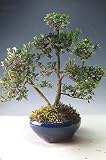 盆栽　花芽付き！皐月（さつき）（鶴翁）の鉢植え 【現品】2018春開花予定