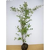【2本セット】 ブルーベリー・ビッグオニール 樹高1.0m前後 根巻 ハイブッシュ系 苗木 植木 苗 庭木 生け垣