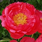 シャクヤク（ピオニー）：シザレア7号ポット[2年生養成大株4芽以上][芍薬]