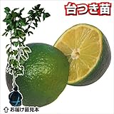 国華園　果樹苗　カンキツ　スダチ　台つき苗　1株【※発送が国華園からの場合のみ正規品です】