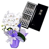 日本香堂のお線香　宇野千代　特撰淡墨の桜　特選ミディ胡蝶蘭 2本立ち 白色 4号陶器鉢　お供えラッピング　セット　フランス製リボン