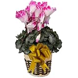 【予約受付中 】 さかもと園芸　達人のシクラメン　【 プルマウェーブパープル 】　花鉢植え　ギフト　プレゼント　贈答品　クリスマス　お歳暮
