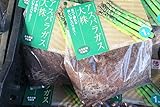 【野菜苗】【まとめ買い】アスパラガス大株　2袋セット　【送料込】
