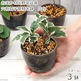 (観葉)おまかせ山野草盆栽 穴有益子焼植木鉢(炭化)(3鉢) 本州・四国限定[生体]