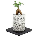 【eco-pochi】ガジュマル × エコポチ・シリンダー(円柱型通常サイズ)　白　竹炭やシラスを使った観葉植物用ポッド