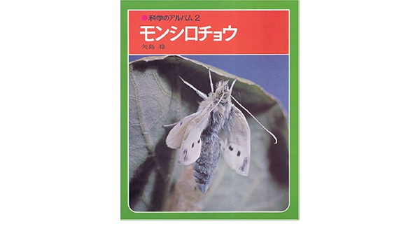 モンシロチョウ 科学のアルバム 矢島 稔 本 通販 Amazon