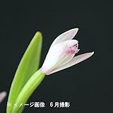 山野草:ヤマトキソウ(山朱鷺草) 7.5cmポット苗【紫桜館山の花屋】