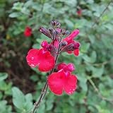 チェリーセージ：キルシェレッド3号 3株セット[TOYOTA][優れた環境浄化機能を持つ品種] ノーブランド品