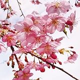 国華園　桜苗　河津　1株【※発送が国華園からの場合のみ正規品です】