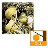 セイヨウナシ（西洋梨）：オーロラ4号ポット[希少な早生種][苗木] ノーブランド品