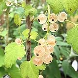 白フサスグリ（ホワイト カーラント） 12cmポット