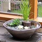 益子焼 彩(SAI) 睡蓮鉢(スイレン鉢) 赤楽 メダカ鉢 隠れ家付 睡蓮鉢・金魚鉢・メダカ鉢