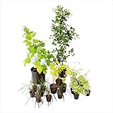 オンリーワン　メインガーデン　植栽セット　エレガント　セイヨウアジサイ　やさしい景色　WP6-SET05