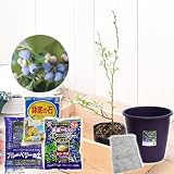 (観葉) 私の果樹園 ～ブルーベリー栽培セット(パウダーブルー)～(苗木・土・プランター・肥料他6点セット) 家庭菜園 本州・四国限定[生体]