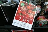 【果樹苗】【接木】　さくらんぼ　さおり　一年生　【送料込価格】