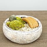 小さな世界で雄大な景色を苔盆栽【回遊式庭園を眺める風景（丸陶器鉢）】