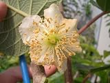 キウイ 苗 トムリ（オス） 受粉用 1年生 接ぎ木 苗