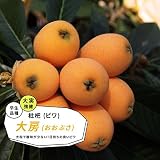ビワ 苗木 ジャンボ大房 1年生 接ぎ木 苗 果樹 果樹苗木