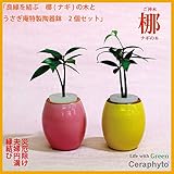 「良縁を結ぶ梛(ナギ)の木」と　陶房「うさぎ庵」特製陶器鉢　2個セット　【土なし　清潔　水やり簡単　セラハイト】　　梛の木は、「NHK大河ドラマ　女城主　直虎」で「愛しいものの無事を祈る木」「災いを避