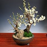 盆栽：白梅2本寄せ*（信楽焼金彩足付丸鉢）