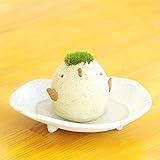 苔盆栽 モスモス モストリ 白 受け皿セット