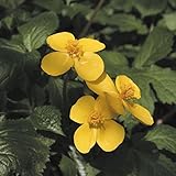 【山野草】四季咲山吹草