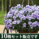 パンジー フリーフォール系 マリーナ 10.5cmサイズ大ポット 10ポットセット パンジー ビオラ すみれ 苗 寄せ植え